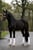 Annonce cheval