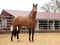 Horse ad