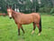 Annuncio cavallo