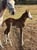 Annuncio cavallo