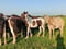 Annuncio cavallo