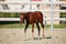 Horse ad