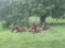 Annuncio cavallo