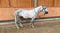 Horse ad