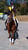 Annuncio cavallo
