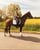 Annuncio cavallo