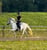 Horse ad