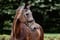 Horse ad