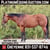 Annuncio cavallo