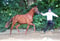 Horse ad