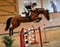 Horse ad