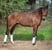 Horse ad