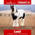 Horse ad
