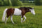 Horse ad