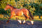 Annuncio cavallo