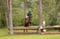 Annuncio cavallo