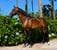 Horse ad