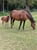 Annuncio cavallo