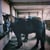 Annonce cheval