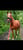 Horse ad