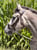 Horse ad