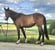 Horse ad