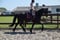 Annuncio cavallo