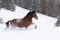 Horse ad