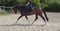 Annuncio cavallo