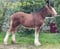 Annuncio cavallo