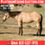 Annuncio cavallo