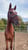 Pferdeinserat