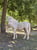 Annuncio cavallo