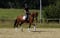 Horse ad