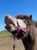 Annuncio cavallo