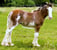 Annuncio cavallo