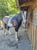 Horse ad