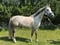Annuncio cavallo