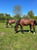 Annuncio cavallo