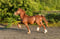Horse ad