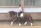 Annuncio cavallo