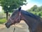 Annuncio cavallo