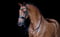 Horse ad