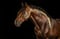 Horse ad
