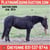 Horse ad