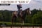 Horse ad