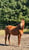 Annuncio cavallo