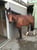 Horse ad