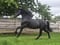 Horse ad