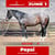 Paardadvertentie